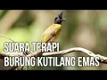 Lagu Suara Terapi Burung Kutilang Emas