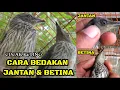 Download Lagu Cara bedakan cucak keling janta dan betina masih trotol.