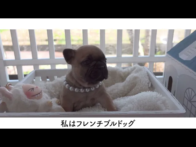 動画