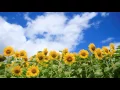 いつまでも変わらぬ愛を ver2011  織田哲郎　（字幕付き）