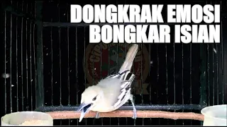 Download Dongkrak Emosi \u0026 Bongkar Isian : Video Yang Dapat Memancing Cipoh / Sirtu Untuk Memuntahkan Isian MP3