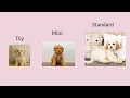 Cavapoo Size Guide How Big Toy Mini and Standard Cavapoos Get