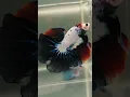 Download Lagu Premium Quality Betta Fish For Auction | Betta Fish | Exotic Breed | Aqua dn |