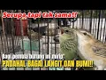 Download Lagu Tampak mirip‼️burung migrasi spek mewah masih dianggap sama dikalangan kicau mania‼️@KangarifPantau