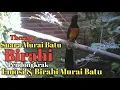Download Lagu SUARA MURAI BATU BIRAHI UNTUK PENDONGKRAK EMOSI DAN BIRAHI MURAI BATU l PANCINGAN BIRAHI MURAI BATU