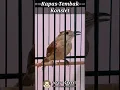 Download Lagu Masteran Kapas Tembak Gacor #shorts #short #masteran
