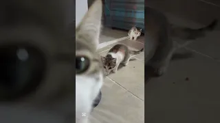 Funniest cats of the 3rd week of September 2026 😹 | Best cat compilation