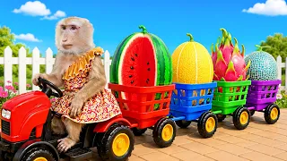 Monkey Yaya Explores the Garden and Harvests Fresh Fruit 🙉😍