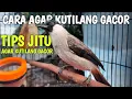 Download Lagu 7 HAL PENTING DALAM MERAWAT BURUNG KUTILANG AGAR CEPAT GACOR