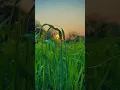 Download Lagu Best nature whatsapp status||village nature|| video #shorts #nature #viral #trending