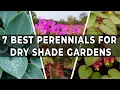 Lagu 7 vaste planten die goed gedijen in droge schaduw (bijna onverwoestbaar!)