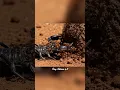 Lagu Deadly Black Scorpion 🦂 | Amazing Scorpion Facts \u0026 Survival in the Wild