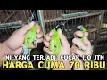 Download Lagu PEMIKAT BISA LEMES DENGERNYA ! CAK IJO JTN DI HARGA 70 RIBU INI YANG TERJADI DI PASAR BURUNG PRAMUKA