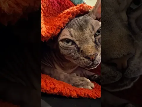Living With Two Wrinkled Little Angels 😻❤️ | Sphynx Cat Life