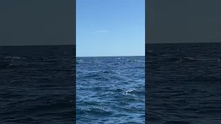 Dolphins …..more interest in the fish there chasing #svsaracenstravels