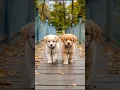 Download Lagu Cute Puppies On Bridge 🐕🥰 #puppy #cute #pets #funny #dog #shorts