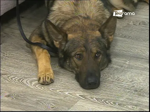 Perros agresivos ¿Nacen o se hacen?