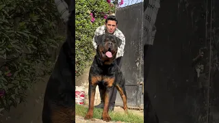 شوفو اقوي واضخم كلب روت في مصر ايفان الصغير 