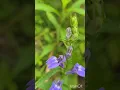 Download Lagu Wild Blooms...can you name them?#wildflowers #flowers #plants #wildplants