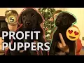 NBS EP 3 - MADE 500 in 2 DAYS REHOMING PUPPIES