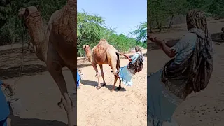 فتاة معلقة خلف أوثني 