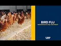 Bird Flu in Humans Transmission Symptoms and Treatment of Avian Influenza H5N1 UC Davis Health