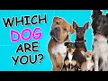 Which Dog Breed Are You Take this Personality Test and Find Out