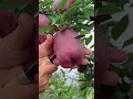 Download Lagu Delicious red apple cutting - Farm fresh ninja fruit cutting