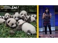Photographing Pandas and their Return to the Wild Nat Geo Live