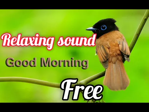 Download MP3 morning sound good morning birds sound free to use mp3 ✔️💯 new sound birds chirping] morning #rstvr