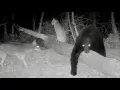 I Left 15 Trail Cameras in the Woods for 1 Month Here s What Showed Up