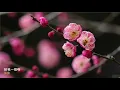 Shanghai Lounge ǀ 張露 - 給我一個吻