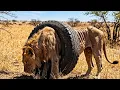 A Man Discovers a Lion Dying for 2 Years Trapped in a Tire. Then Their Incredible Story Begins!