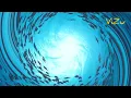 Duke Boara-Rain/Deep House music/ViZu Page' video 2023