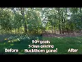 Goats Eating Buckthorn Timelapse Phase 1