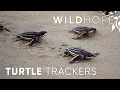 Uncovering the Secrets of Leatherback Sea Turtles WILD HOPE