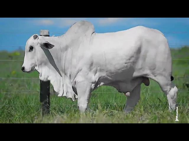 Garrote Nelore GLMP - 1621