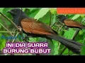 Lagu suara terampuh pikat burung bubut ramai,panggilan burung bubut