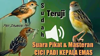 suara pikat burung cici padi kepala merah u0026emas di jamin ampuh cocok juga buat masteran mp3 free