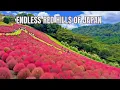 Download Lagu Flaming Kokia Fields at マザー牧場