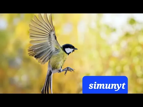 Download MP3 Different Birds flying.#subscribe #beautiful #youtubeshorts #short #birds #পাখি