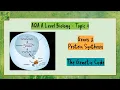 DNA Protein Synthesis 04 - THE GENETIC CODE