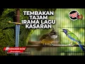 Lagu 🔴 Live Cucak Cungkok Super Gacor Materi Greja Kunti Kekinian vs Cucak Jenggot Grejaan Speed