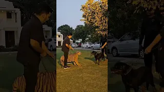 كلب الروت وايلر ضد النمر 