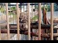 Download Lagu Viral Perkutut || Cara Memberi Makan Anak Perkutut Biar jinak