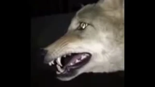 هل سمعت من قبل صوت الذئب عندما يرى الجن لاتنسو الاشتراك بلقناه 