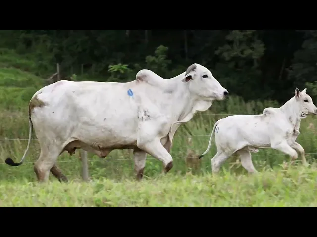 Matriz Nelore ACSM - 38