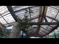 Coca Plant - Erythroxylum Coca
