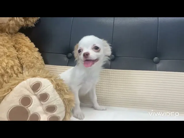 動画