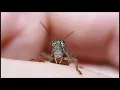 Download Lagu Cricket Chirp Sound | Ringtones for Android | Animal Ringtones